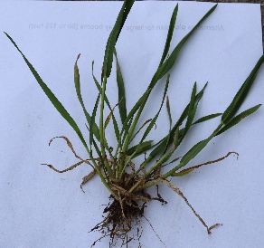 Wheat at Feekes 5